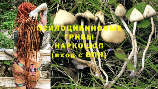 стафф Алзамай